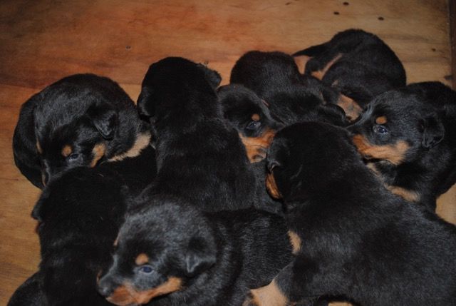 Des Chevaliers Du Soleil - Très beaux chiots à réserver chez nos amis-éleveurs!